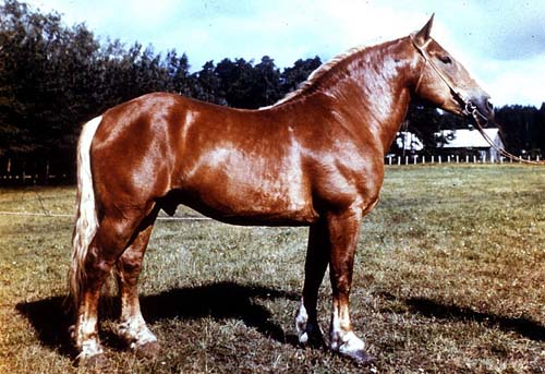 Lithuanian Heavy Draught Horse
